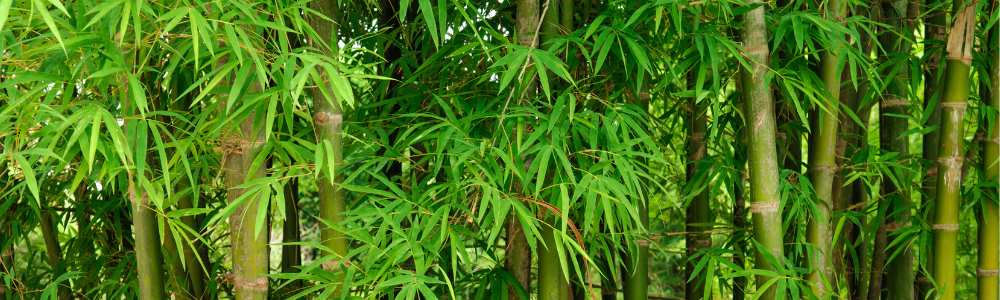 Bambou traçant ou non traçant : comment choisir sans risque pour votre jardin ?