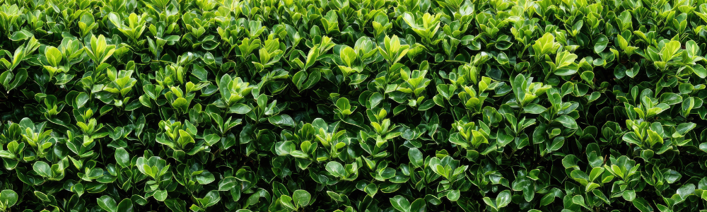 Arbuste pour haie : comment choisir la meilleure haie pour votre jardin ?