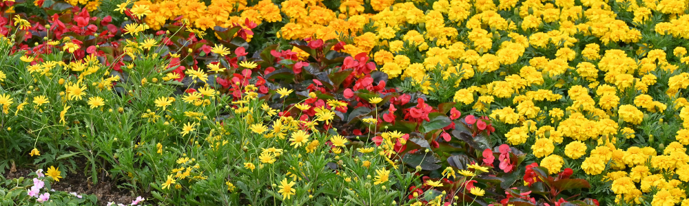 Comment créer un massif fleuri du printemps à l’automne ?