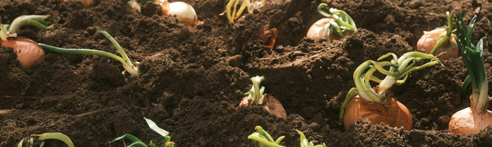 Quelle plante choisir selon votre type de sol ? (argileux, sableux, calcaire…) 