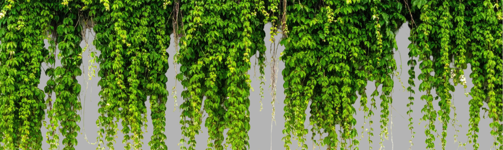 Quelle plante grimpante choisir pour votre jardin ? (mur, pergola, clôture, ombre ou soleil)
