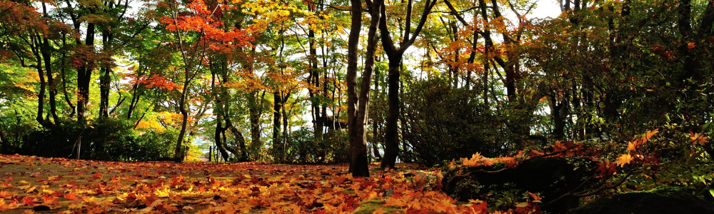 Érable du Japon (Acer palmatum) : plantation, entretien et conseils pour réussir