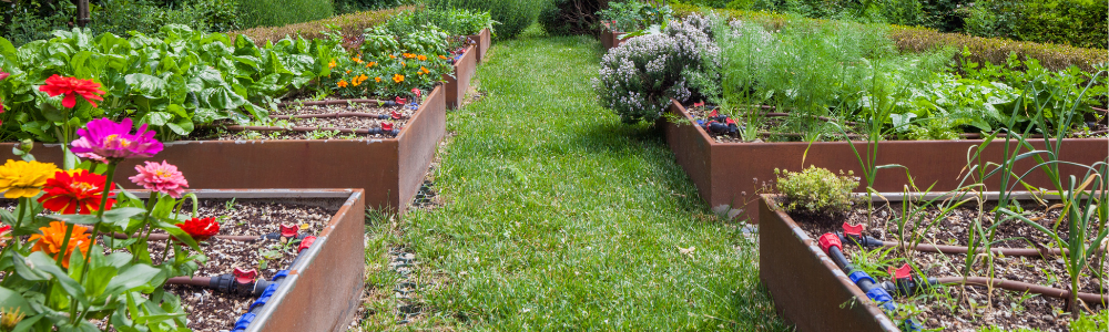 Carré potager : la stratégie des jardiniers pour récolter en continu sans replanter sans cesse