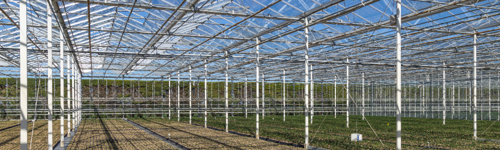 De la serre à votre jardin : comment vos plantes sont préparées et expédiées chez Prêt à Jardiner