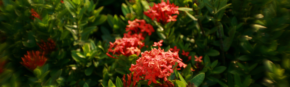 Plantes résistantes à la chaleur et au soleil : lesquelles choisir pour votre jardin ?
