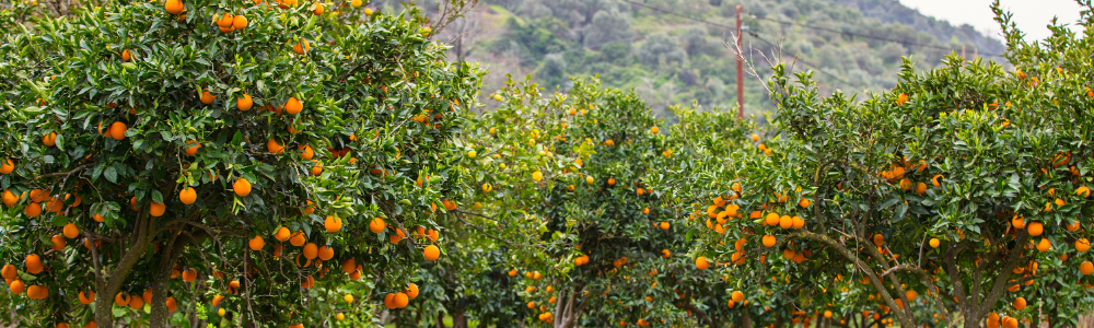 Petit arbre fruitier persistant : lequel choisir pour un jardin facile à entretenir ?