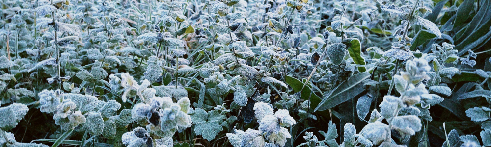 Saints de Glace 2026 : tout savoir pour réussir son jardin