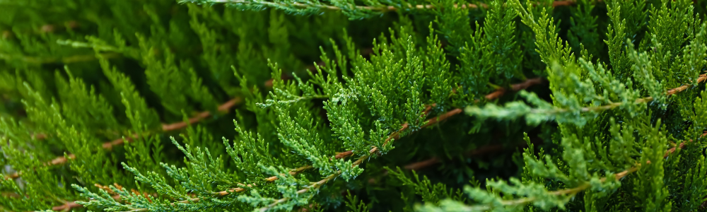 Quels arbustes planter en plein soleil sans arrosage ? Les meilleures variétés pour un jardin facile et résistant