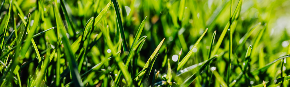 Les graminées : la solution facile pour un jardin moderne cet été