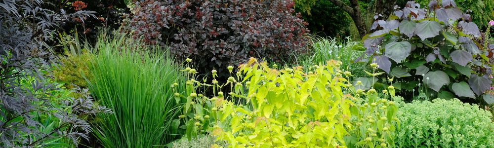 Vivaces hautes : quelles plantes choisir pour cacher un vis-à-vis ?