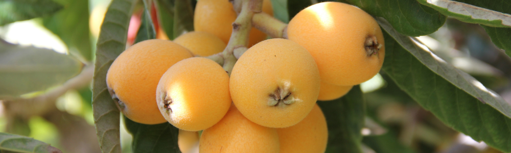 Quel arbre fruitier planter en été pour profiter rapidement de son jardin ?