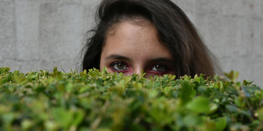 Haie brise-vue : quels arbustes persistants choisir ?