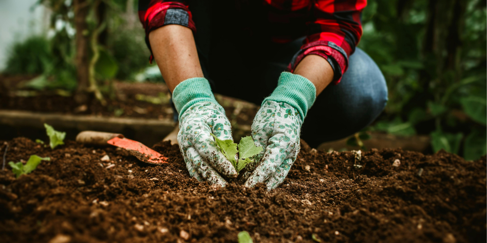 Quels arbustes planter dans un sol argileux ? 5 idées pour réussir
