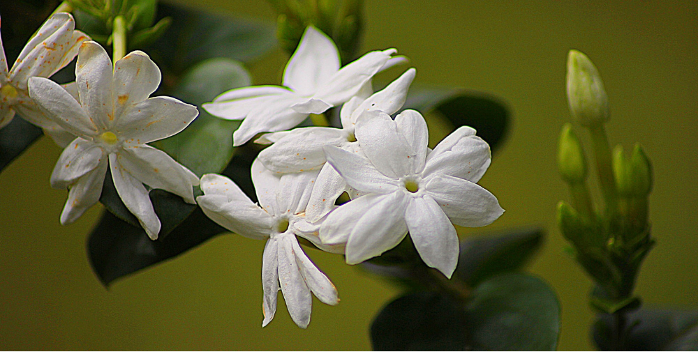 Jasmin étoilé en pot : comment embellir votre balcon ou terrasse ?
