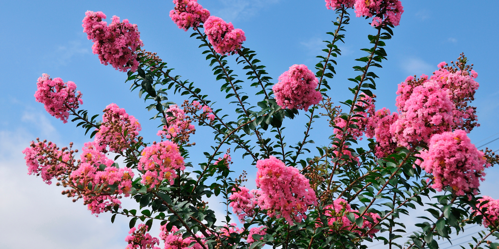 Lilas des Indes : pousse-t-il vite et comment favoriser sa croissance ?