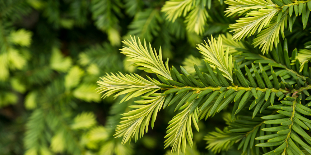 If (Taxus) : comment le reconnaître et combien de temps vit-il ?