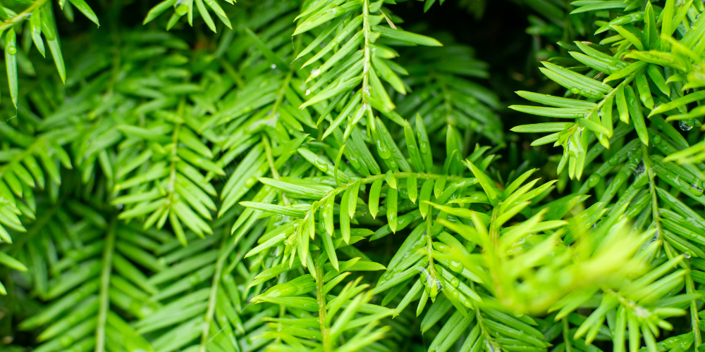 If (Taxus) : comment l’entretenir et soigner un arbre malade ?