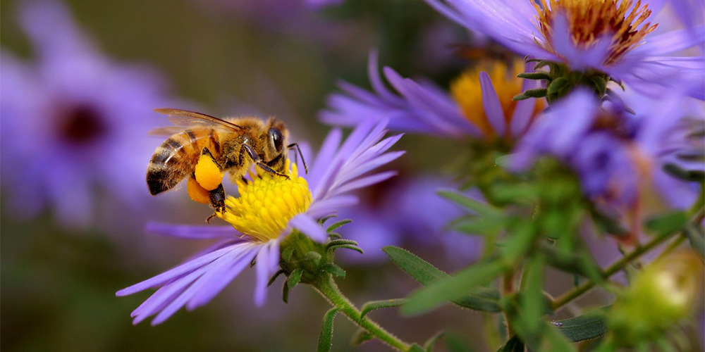 Protégeons nos abeilles !
